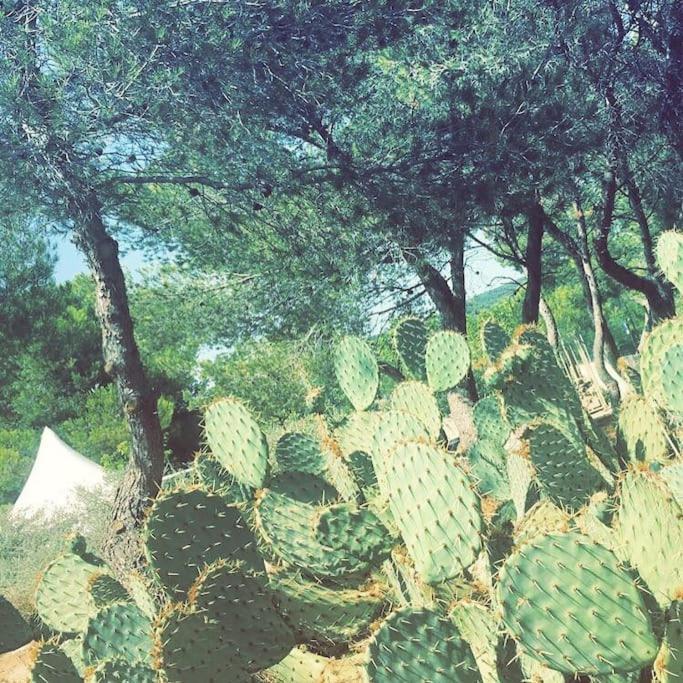 מאוסן לס אלפילס Mazet Provencal Au Coeur Des Alpilles La Reverie מראה חיצוני תמונה